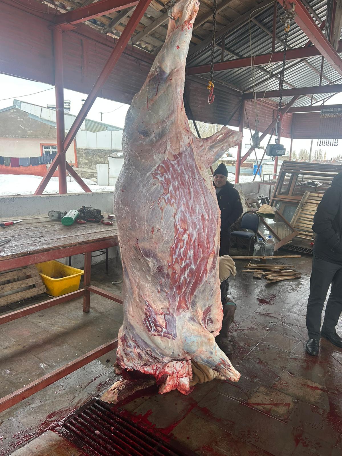 Kanarya Hayvancılık